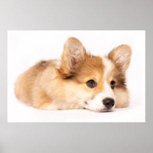 Niedliche Kleintiere Baby Corgi Puppy Portrait Poster