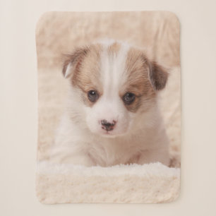Niedliche Kleintiere Baby Corgi Sherpadecke
