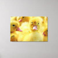 Niedliche Kleintiere | Baby Duck Group