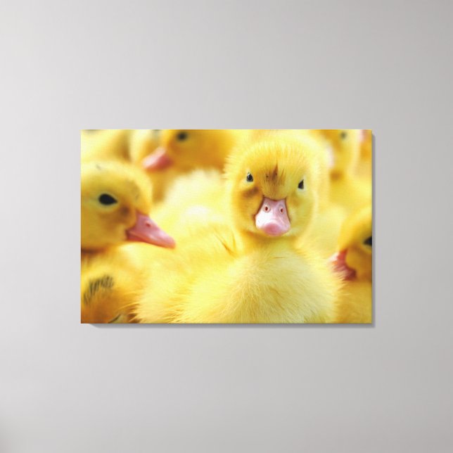 Niedliche Kleintiere | Baby Duck Group Leinwanddruck (Vorderseite)