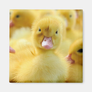 Niedliche Kleintiere   Baby Duck Group Magnet