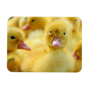 Niedliche Kleintiere   Baby Duck Group Magnet