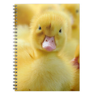 Niedliche Kleintiere   Baby Duck Group Notizblock