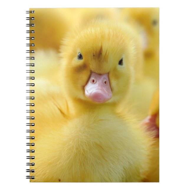 Niedliche Kleintiere | Baby Duck Group Notizblock (Vorderseite)