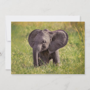 Niedliche Kleintiere Baby Elephant Kenya Africa Dankeskarte
