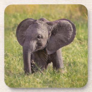 Niedliche Kleintiere   Baby Elephant Kenya Africa Getränkeuntersetzer