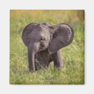 Niedliche Kleintiere   Baby Elephant Kenya Africa Magnet