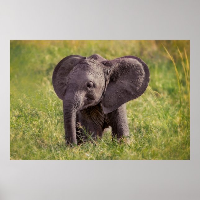Niedliche Kleintiere | Baby Elephant Kenya Africa Poster (Vorne)