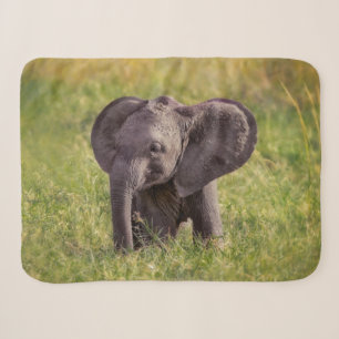 Niedliche Kleintiere   Baby Elephant Kenya Africa Sherpadecke