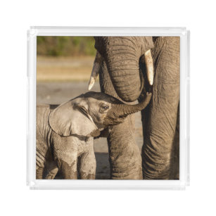 Niedliche Kleintiere   Baby Elephant & Mama Acryl Tablett