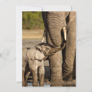 Niedliche Kleintiere   Baby Elephant & Mama Dankeskarte