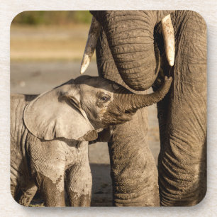 Niedliche Kleintiere   Baby Elephant & Mama Getränkeuntersetzer