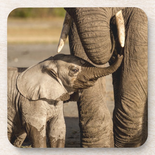 Niedliche Kleintiere | Baby Elephant & Mama Getränkeuntersetzer (Vorderseite)