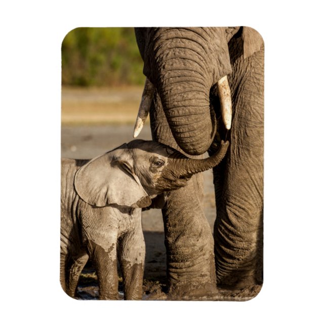 Niedliche Kleintiere | Baby Elephant & Mama Magnet (Vertikal)