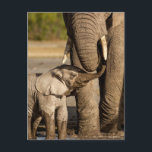 Niedliche Kleintiere | Baby Elephant & Mama Postkarte<br><div class="desc">Dieses niedliche Tierbild von Getty zeigt ein Elefanten-Kalb (Loxodonta africana), das von der Mutter am Wasserloch in Tansania nah wird.</div>
