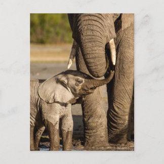 Niedliche Kleintiere | Baby Elephant & Mama Postkarte