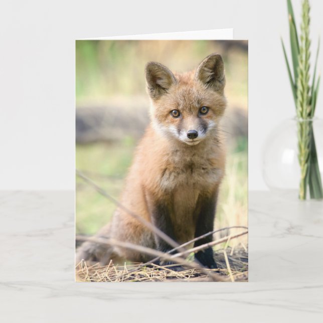 Niedliche Kleintiere | Baby Fox Karte (Vorderseite)