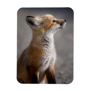 Niedliche Kleintiere   Baby Fox Portrait Magnet