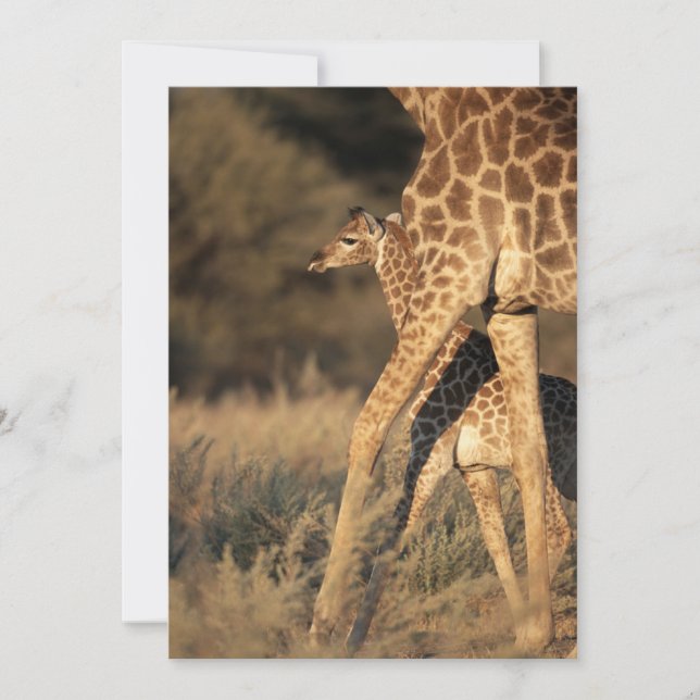 Niedliche Kleintiere | Baby Giraffe & Parent Dankeskarte (Vorderseite)