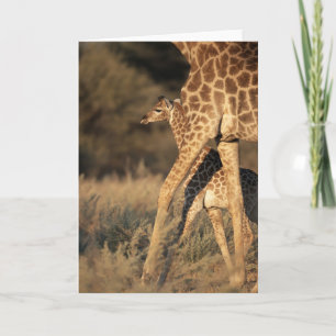 Niedliche Kleintiere Baby Giraffe & Parent Karte