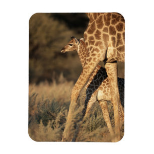 Niedliche Kleintiere   Baby Giraffe & Parent Magnet