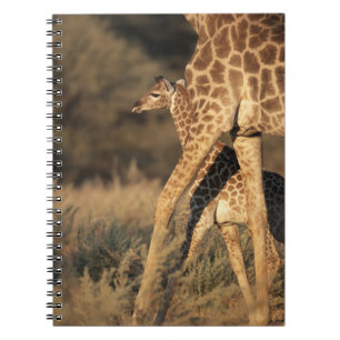 Niedliche Kleintiere Baby Giraffe & Parent Notizblock