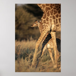 Niedliche Kleintiere   Baby Giraffe & Parent Poster