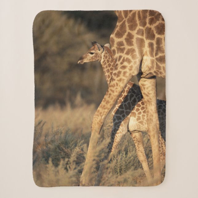 Niedliche Kleintiere | Baby Giraffe & Parent Sherpadecke (Vorderseite)