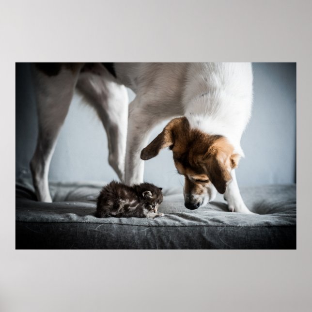 Niedliche Kleintiere | Baby Kitten & Dog Poster (Vorne)