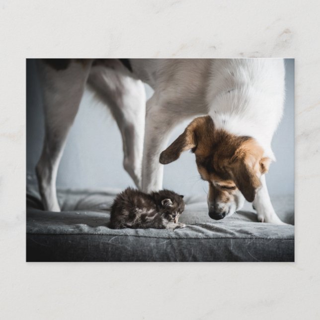 Niedliche Kleintiere | Baby Kitten & Dog Postkarte (Vorderseite)