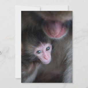 Niedliche Kleintiere   Baby Macaque Monkey & Mothe Dankeskarte