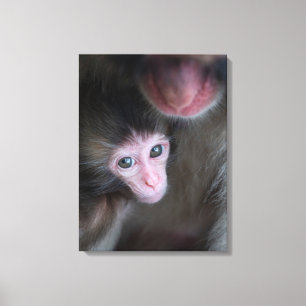 Niedliche Kleintiere Baby Macaque Monkey & Mothe Leinwanddruck