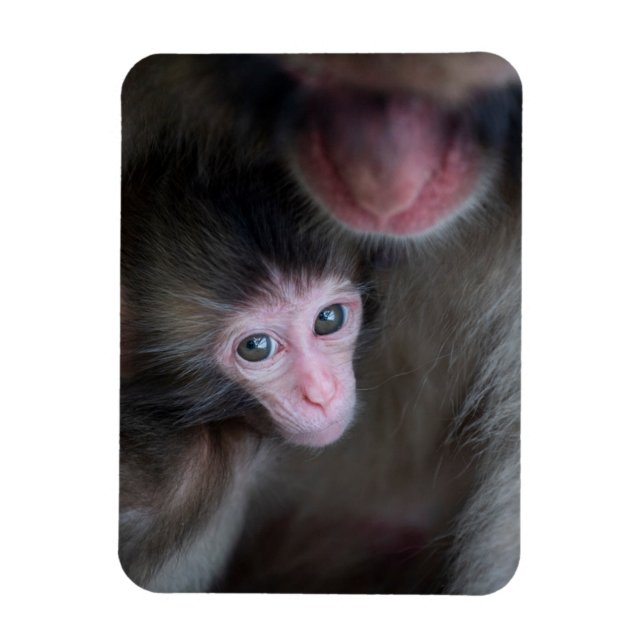 Niedliche Kleintiere | Baby Macaque Monkey & Mothe Magnet (Vertikal)