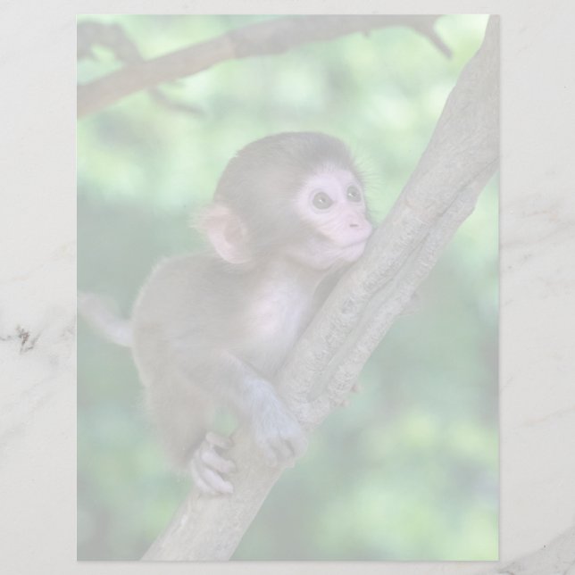 Niedliche Kleintiere | Baby Monkey (Vorderseite)