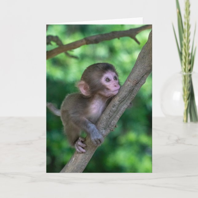Niedliche Kleintiere | Baby Monkey Karte (Vorderseite)