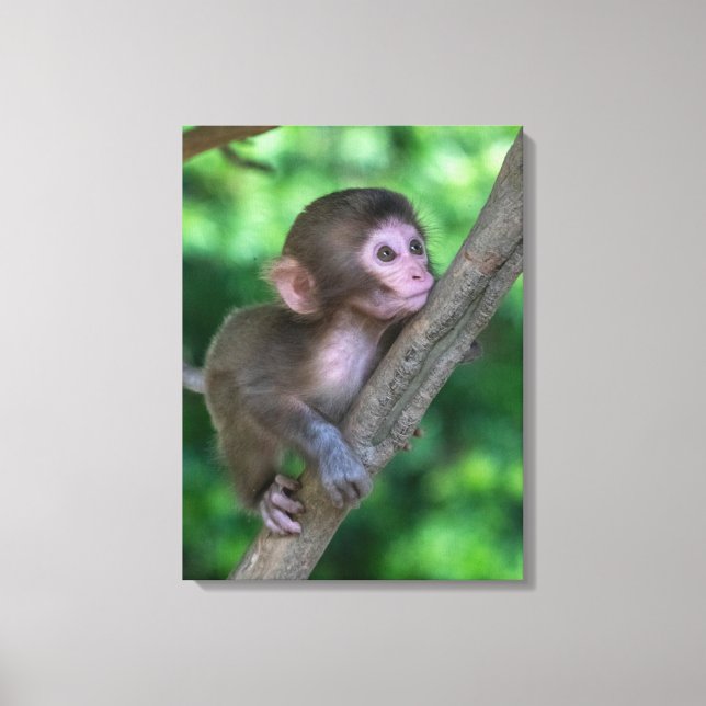 Niedliche Kleintiere | Baby Monkey Leinwanddruck (Vorderseite)