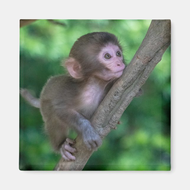 Niedliche Kleintiere | Baby Monkey Magnet (Vorne)