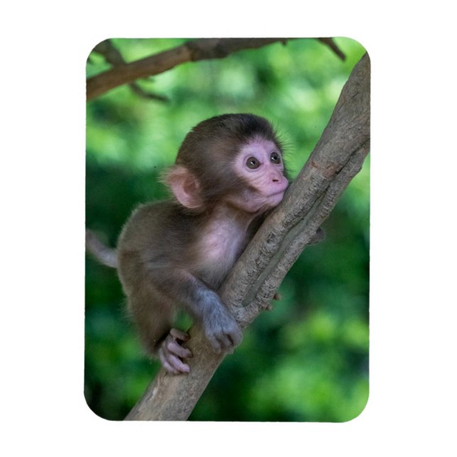 Niedliche Kleintiere | Baby Monkey Magnet (Vertikal)