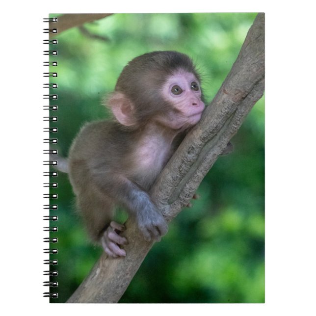 Niedliche Kleintiere | Baby Monkey Notizblock (Vorderseite)