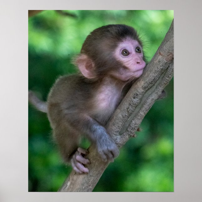 Niedliche Kleintiere | Baby Monkey Poster (Vorne)