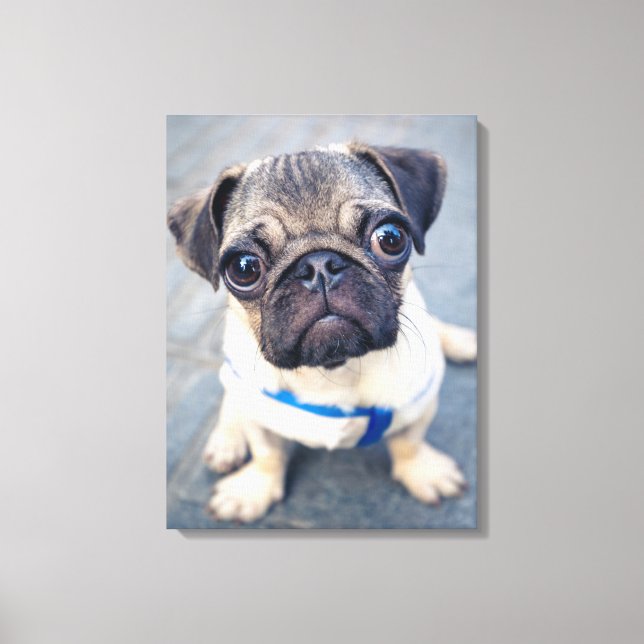 Niedliche Kleintiere | Baby Mops Leinwanddruck (Vorderseite)
