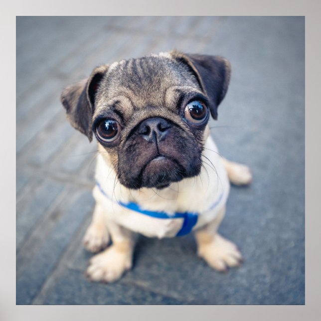 Niedliche Kleintiere | Baby Mops Poster (Vorne)
