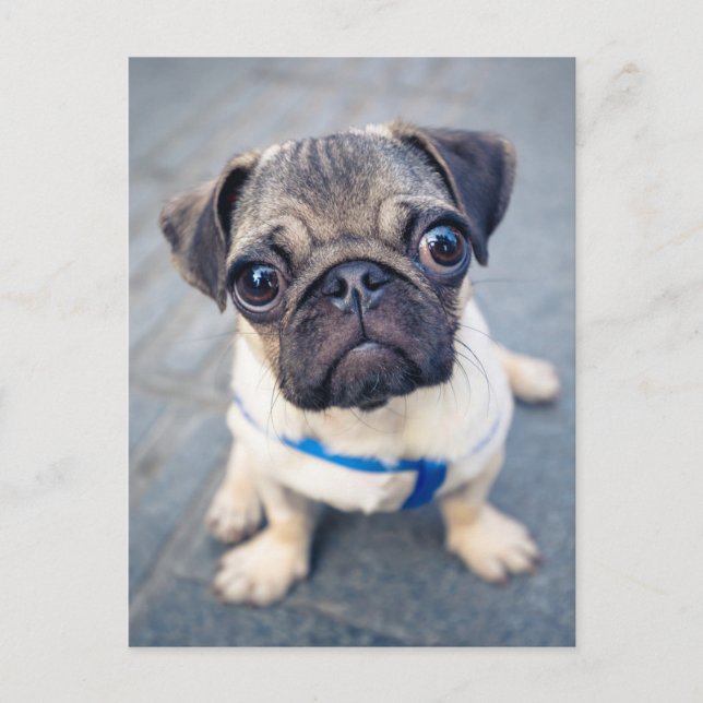 Niedliche Kleintiere | Baby Mops Postkarte (Vorderseite)