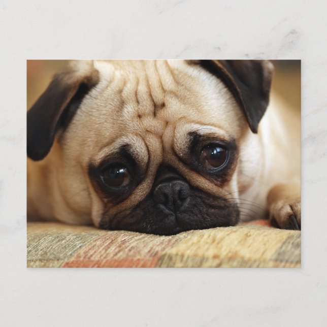 Niedliche Kleintiere | Baby Mops Puppy Postkarte (Vorderseite)