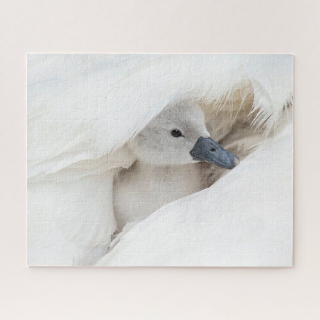 Niedliche Kleintiere | Baby Mute Swan (Horizontal)