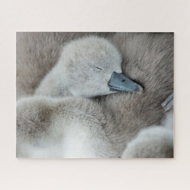 Niedliche Kleintiere | Baby Mute Swan (Horizontal)