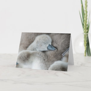 Niedliche Kleintiere Baby Mute Swan Karte
