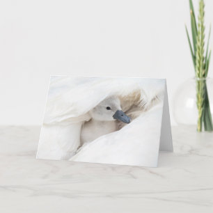Niedliche Kleintiere   Baby Mute Swan Karte