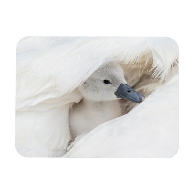 Niedliche Kleintiere | Baby Mute Swan Magnet (Horizontal)
