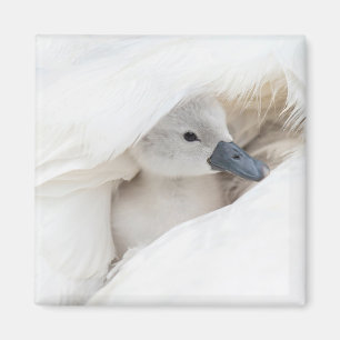 Niedliche Kleintiere   Baby Mute Swan Magnet